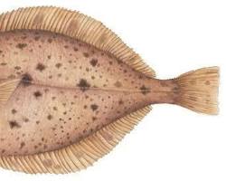 Image of Sanddabs fish
