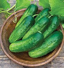 Image result for images of cucumber