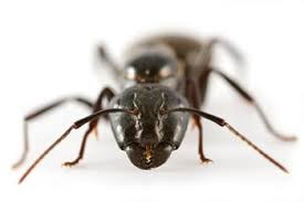 Image result for Entomology Studies