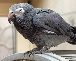 Image of Timneh African Grey Parrot