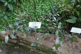 Image result for Rutidea