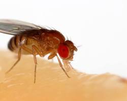 Image of Fruit fly