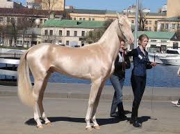  الخيول التركيه من اجمل خيول العالم Images?q=tbn:ANd9GcRG1LgkHndlyeawkfsULFDHibc_Ifcz7rKMMNE7LvoWZJuzS-zT