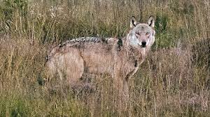 Reagerer efter nyt formodet ulveangreb: 'Vi sælger dem, det er vi nødt til' | Samfund | Nyheder