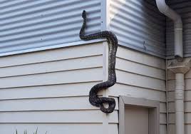 Piton od tri metra mu se penjao na kuću, snimka bi vas mogla ...