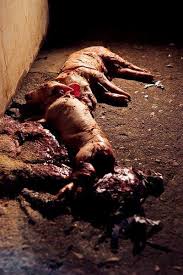 Resultado de imagen para imagenes de granjas del terror animales