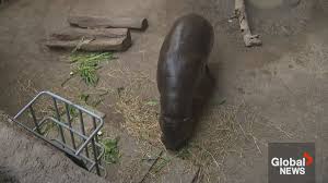 The Baby Boom happening at the Toronto Zoo