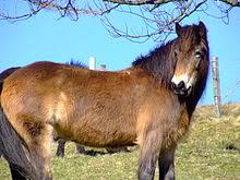 Image result for HORSE