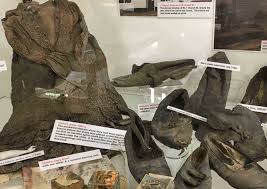 Permanent Displays – Cuckfield Museum