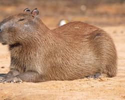 Image of Capybara, Pantanal, Brazil