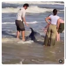 Golfinho &eacute; encontrado encalhado em praia de Ilh&eacute;us - Ilh&eacute;us Net