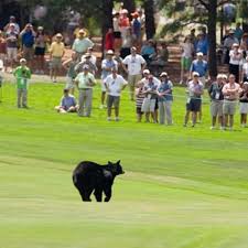 Colorado Springs Gazette - News update