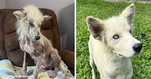 Teacher Spots A Hairless Dog By School And Gives Him The ...