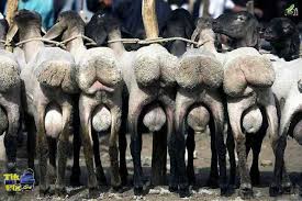 Image result for ‫طنز‬‎