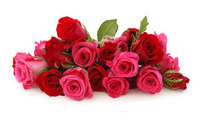 Image result for rose images