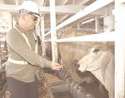 Sabah receives 780 beef cattle to boost livestock industry