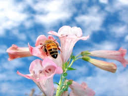 Resultado de imagem para abelha na flor e borboleta