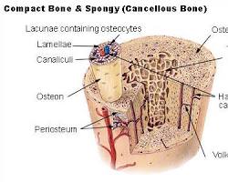 Image of Cancellous bone structure diagram