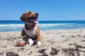 ¡Guau! Hoy es el Día Mundial del Perro: Celebrá a tu Mejor Amigo