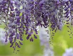 Résultat de recherche d'images pour "glycine"