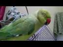 pictures of 2 parrots talking sounds