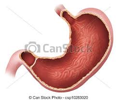 Image result for human stomach