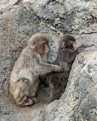 Punch first drew global attention after being abandoned and ...