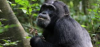 Chimpanzees in the wild: Seeking out medicinal plants for healing injuries and illness - 5