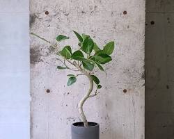 フィカス ベンガレンシス