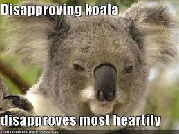 Funny Koala | Gibba House via Relatably.com