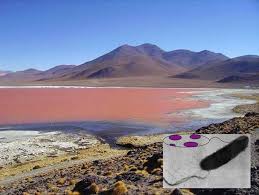 Image result for Halobacterium halobium