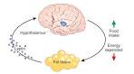 Hormone leptin