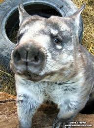 Image result for wombat