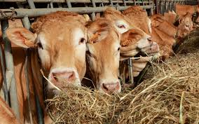 News source: La République des Pyrénées