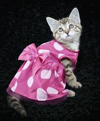 Resultado de imagem para animais com roupas