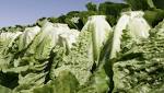  E. coli outbreak tied to romaine lettuce is largest since 2006