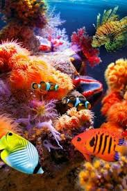 Image result for Sea Life vibrant