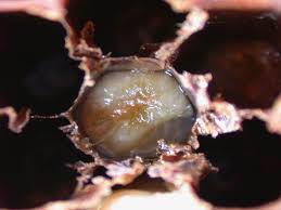 Resultado de imagen para MELISSOCOCCUS PLUTON