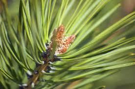 Pine Needles