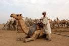 Pastoralism - , 