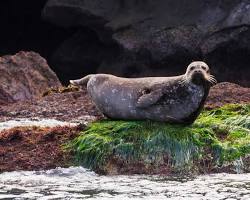 Image of Channel Islands National Park, Ventura with seals