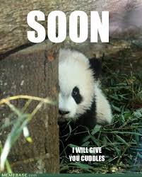 Image result for Animal Meme