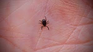 Rise in Tick-Borne Illnesses: Understanding the Growing Threat