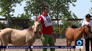 Image result for IRAN HORSES