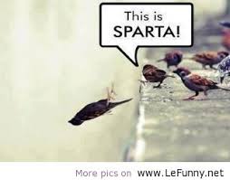 Image result for funny birds