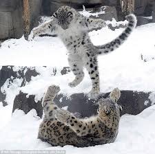 Image result for snow leopard running