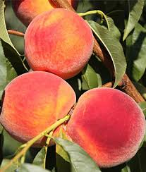 peach plants ile ilgili görsel sonucu