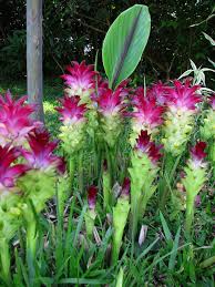 flower plant in darwin