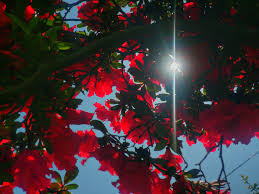 Image result for red flowers