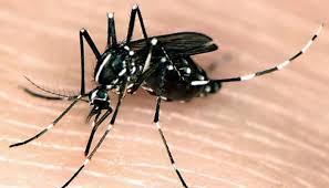 Asian Tiger Mosquito